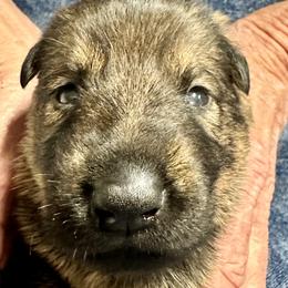 Boy 6 - male German Shepherd puppy in Sonora, California from Elite Haus K9