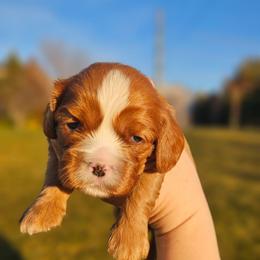Anya - Ruby female Cavalier King Charles Spaniel puppy in Highland, Utah from Furever Cavaliers
