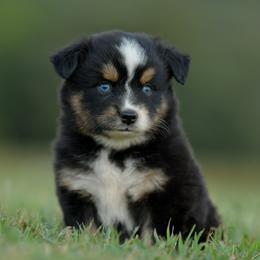 Baleen - Black tri female Toy Australian Shepherd puppy in Hartman, Arkansas from Southern Edition Aussies