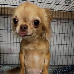 Almond - Red and white female Chihuahua puppy in El Sobrante, California from Dolce Coco Chihuahuas
