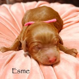 Esme - Red  female Goldendoodle puppy in Pasco, Washington from Camp Doodle Woods