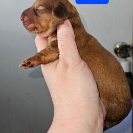 Girl 2 - Chocolate female Dachshund puppy in Lansing, Michigan from Black Thunder 517 Cane Corso and Dachshunds and frenchies