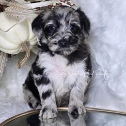 Rally - Merle female Sheepadoodle puppy in Cleveland, Georgia from Jam's Doodles And Poodles