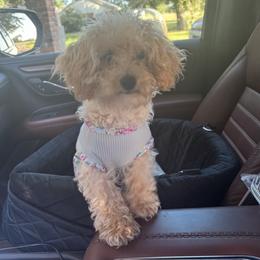 Donna - Poodle
