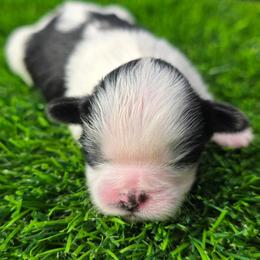 Simon - Chocolate male Shih Tzu puppy in Brighton, Missouri from Morningstar's Shih Tzu