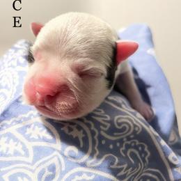 Boston Terrier Puppies from Rocknbostons