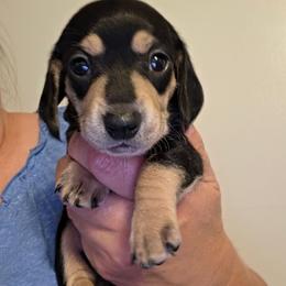 Maxine - Black and cream female Dachshund puppy in El Paso, Texas from Mells Weenies