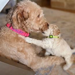 Double Doodle and Goldendoodle Puppies from Big Red Paw Doodles