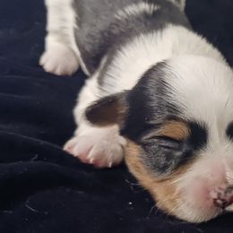 Biewer Terriers and Yorkshire Terriers from Cynthia's Biewer Puppies