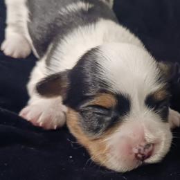 Biewer Terriers and Yorkshire Terriers from Cynthia's Biewer Puppies