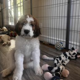 Saint Berdoodle Puppies from Country Manor Saint Berdoodles