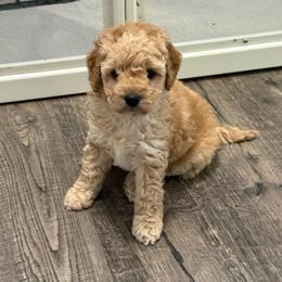 Biscuit - Buff female Cockapoo puppy in Dahlonega, Georgia from Loveable Cockapoos