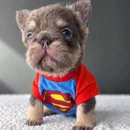 Rough Neck - Tricolors male French Bulldog puppy in Porter, Texas from Whatabulldog