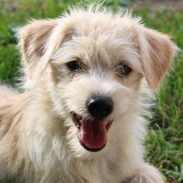 Clyde - male Companion Cross puppy in Ludington, Michigan from OT Maltese & Co