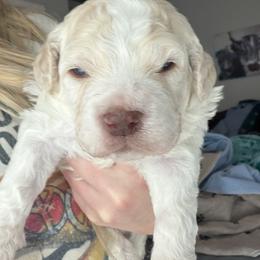 Boy 2 - Off-white male Lagotto Romagnolo puppy in Sherman, Texas from Texas Lagottos