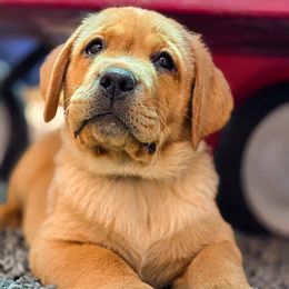 Black - Yellow male Labrador Retriever puppy in Vacaville, California from Eternity Labradors