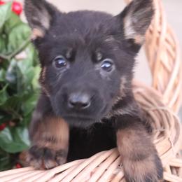 5658 Female  Full DDR East German - Sable female German Shepherd puppy in Newville Al, Alabama from Triple S DDR German Shepherds