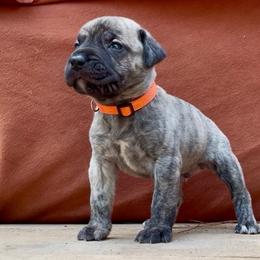 Orange Collar Male - Tiger male Perro de Presa Canario puppy in Raleigh, North Carolina from Kings Court Kennel