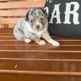 Unique blue merle female - Blue merle female Toy Australian Shepherd puppy in Brashear, Texas from Double R farms