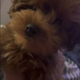 Biewer Terrier, Yorkipoo, and Yorkshire Terrier Puppies from Tiny Paws Luxury Pets