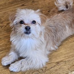 Irving - Apricot male Mi-Ki puppy in Elizabeth, Colorado from Royal T Mi-Kis