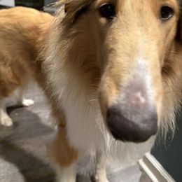 Fendi the honorary poodle - Cafe au lait female Poodle puppy in Moncks Corner, South Carolina from Charleston Reds Standard Poodles and Whippets