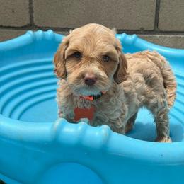 Orange - Caramel red male Australian Labradoodle puppy in Fontana, California from Grammy's Puppy Love doodles and poodles