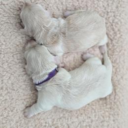 Female-Pink - Cream female Dachshund puppy in Nashville, Tennessee from Farmhouse Sausages - Located in TN delivers all over US