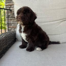 Dove - Chocolate female Australian Labradoodle puppy in Nashville, Tennessee from SF Australian Labradoodles