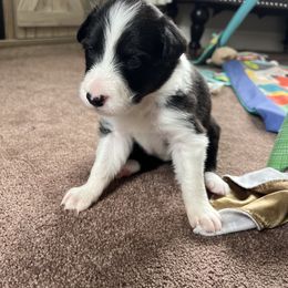 Border Collie Puppies from Pineview Farm