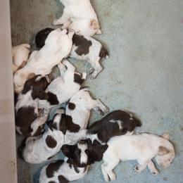Boy 1 - Brown roan male Spinone Italiano puppy in Albion, Michigan from Michigan Spinone
