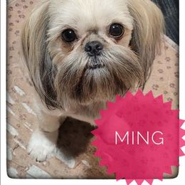 Ming - Shih Tzu