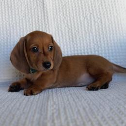 Romeo - Red male Dachshund puppy in Phoenix, Arizona from Lengthydog.co