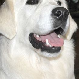 Golden Retrievers from Darrowby
