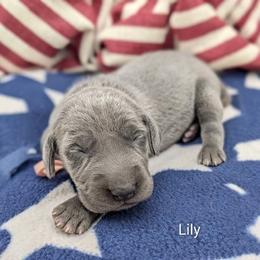 Girl 3 - Blue female Weimaraner puppy in Evart, Michigan from Drehbar Weimaraners