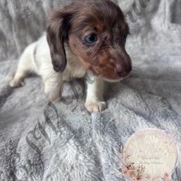 Trixie - Piebald female Dachshund puppy in Lufkin, Texas from CSW Dachshunds