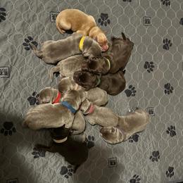 Brown Collar - Fox red male Dilute Retriever puppy in Douglass, Kansas from JP Kennels, LLC