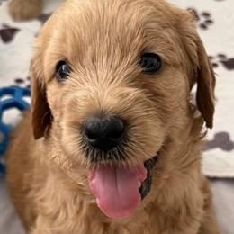 ANYA - Red  female Goldendoodle puppy in Porter Ranch, California from Jasperdoodle.com