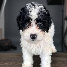 Mikey - Black and white male Companion Cross puppy in Macon, Georgia from Shipoo Lane