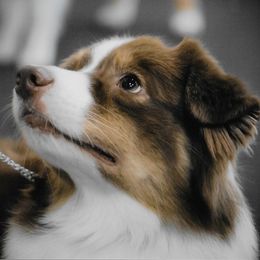 Australian Shepherds from Fairview Australian Shepherds