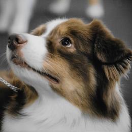 Australian Shepherds from Fairview Australian Shepherds
