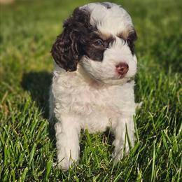 Babe Ruth chocolate tri - Tri-color male Bernedoodle puppy in Salem, Missouri from Meadowbrook Poodles