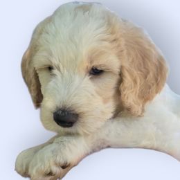 Jack - Parti male Goldendoodle puppy in Western Massachusetts, Massachusetts from Magical Goldendoodles of Pioneer Valley, MA