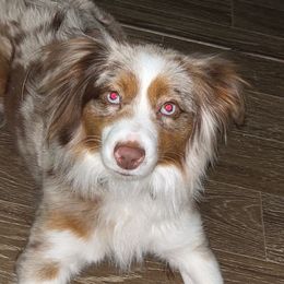 Miniature Australian Shepherds from Red River Aussies