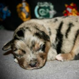 Spur - Blue merle male Miniature Australian Shepherd puppy in El Dorado Springs, Missouri from HP Aussie Kennels