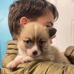 Waffles - Sable male Pembroke Welsh Corgi puppy in Urbana, Ohio from Edgewood Farm and Kennel