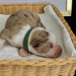 Australian Shepherds from Hudson Farm