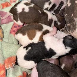 Puppy 1 - Red and white male American Hairless Terrier puppy in Florence, Arizona from Resolute Kennels