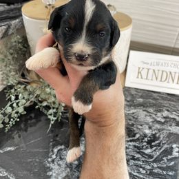 Molly - Tri-color female Bernedoodle puppy in Holtwood, Pennsylvania from Country Ridge Puppies