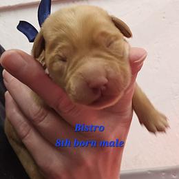 Bistro - Yellow male Labrador Retriever puppy in Sidney, Nebraska from Nebraska Strong Labradors